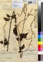 Type of Celosia elegantissima Hauman [family AMARANTHACEAE]