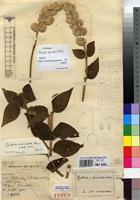 Type of Cyathula echinulata Hauman [family AMARANTHACEAE]