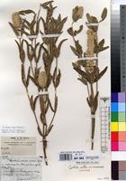 Isotype of Cyathula mollis C.C.Towns. [family AMARANTHACEAE]