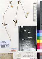 Syntype of Achyranthes rubrolutea Lopr. [family AMARANTHACEAE]