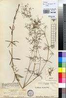 Isotype of Galium bussei K.Schum. & K.Krause var. glabrostrictius Brenan [family RUBIACEAE]