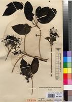 Type of Pavetta lebrunii Bremek. [family RUBIACEAE]
