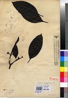 Syntype of Grumilea vermoesenii De Wild. [family RUBIACEAE]