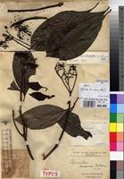 Syntype of Grumilea vermoesenii De Wild. [family RUBIACEAE]