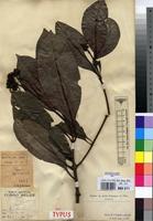 Syntype of Grumilea vermoesenii De Wild. [family RUBIACEAE]