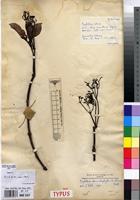 Syntype of Grumilea cabrae De Wild. [family RUBIACEAE]