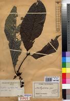 Isotype of Psychotria ingentifolia E.M.A.Petit [family RUBIACEAE]