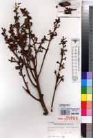 Holotype of Pseudodacryodes leonardiana Pierlot [family BURSERACEAE]