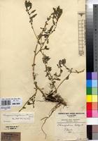 Type of Chenopodium glaucum L. subsp. congolanum Hauman [family CHENOPODIACEAE]
