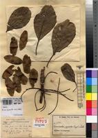Isolectotype of Terminalia superba Engl. & Diels [family COMBRETACEAE]
