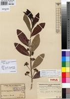 Isotype of Dichapetalum venenatum Engl. & Gilg [family DICHAPETALACEAE]