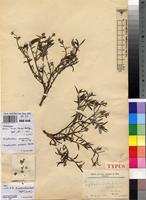 Type of Euphorbia verdickii Dewild. [family EUPHORBIACEAE]