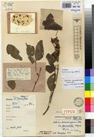 Holotype of Dolichos pseudocajanus Welw. ex Baker var. paniculatus R.Wilczek [family FABACEAE]