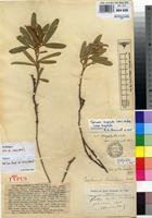 Holotype of Tephrosia luembensis De Wild. [family FABACEAE]