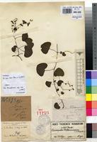 Holotype of Cissampelos wildemaniana Vanden Bossche ex Harv. [family MENISPERMACEAE]
