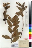 Type of Ficus samura De Wild. [family MORACEAE]