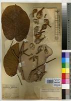 Type of Sterculia tragacantha Lindl. var. cruciata Vermoesen [family STERCULIACEAE]