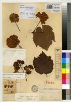 Holotype of Dombeya kindtiana De Wild. [family STERCULIACEAE]