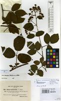 Isotype of Rubus iceniensis A.Newton & H.E.Weber [family ROSACEAE]