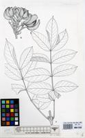 Filed as Spathodea campanulata P.Beauv. subsp. campanulata [family BIGNONIACEAE]