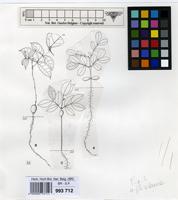 Filed as Schotia brachypetala [family LEGUMINOSAE-CAESALPINIACEAE]