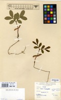 Filed as Schotia brachypetala Sond. [family LEGUMINOSAE-CAESALPINIACEAE]
