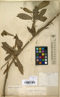 Filed as Acalypha klotzschii Baill. [family EUPHORBIACEAE]