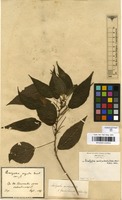 Filed as Acalypha amblyodonta (Mull.Arg.) Mull.Arg. [family EUPHORBIACEAE]