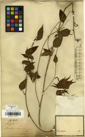 Filed as Acalypha gracilis Spreng. [family EUPHORBIACEAE]