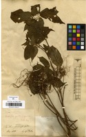 Filed as Acalypha gracilis Spreng. [family EUPHORBIACEAE]