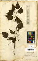 Filed as Acalypha communis Mull.Arg. [family EUPHORBIACEAE]