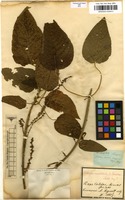 Filed as Acalypha macrostachya Jacq. [family EUPHORBIACEAE]
