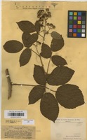 Type of Rubus pannosus P.J.Mull. & Wirtg. ex Focke [family ROSACEAE]