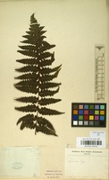 Type of Lonchitis glabra Bory [family DENNSTAEDTIACEAE]