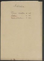 Accession number 103, 206 and 412: Sibiria. Trinius: accession. N. 206 - Ledebour: accession. N. 103 - Karelin et Kirilow accession. N. 412