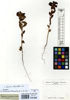 Type of Euphorbia echinocarpa Sieb. [family EUPHORBIACEAE]