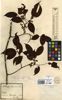 Type of Dalbergia championii Thwaites [family LEGUMINOSAE-PAPILIONACEAE]