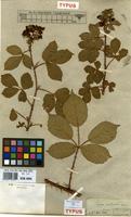 Type of Rubus vulgaris Weihe & Nees [family ROSACEAE]