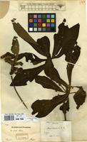 Type of Alseis involuta K.Schum. [family RUBIACEAE]