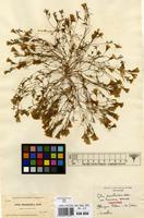 Isotype of Gilia dianthoides Endl. var. farinosa Brand [family POLEMONIACEAE]