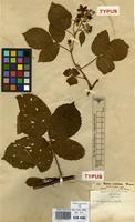 Type of Rubus hypomalacus Focke [family ROSACEAE]