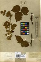 Type of Rubus fuscus Weihe & Nees ex Bluff & Fingerh. [family ROSACEAE]