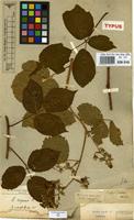 Type of Rubus scaber Weihe & Nees ex Bluff & Fingerh. [family ROSACEAE]