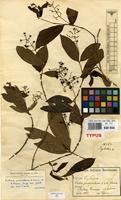 Isotype of Bertiera procumbens K.Schum. & K.Krause [family RUBIACEAE]