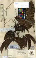 Isotype of Talisia multinervis Radlk. [family SAPINDACEAE]