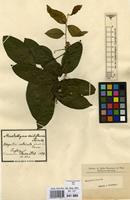 Type of Streptostigma viridiflorum Thwaites [family SOLANACEAE]