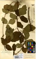 Type of Serjania grammatophora Radlk. [family SAPINDACEAE]