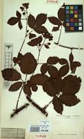 Type of Rubus nitidus Weihe & Nees [family ROSACEAE]