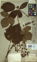 Type of Rubus rudis Weihe & Nees ex Bluff & Fingerh. [family ROSACEAE]