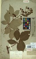 Type of Rubus winteri P.J.Müll. ex Focke [family ROSACEAE]